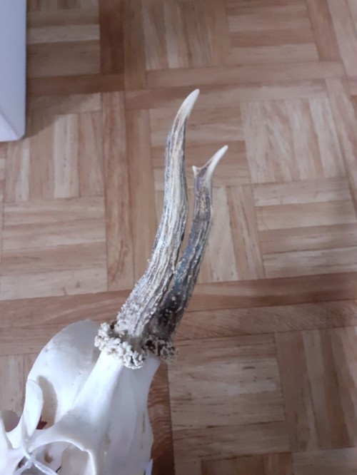 FOR SALE, CHEAP! Young (about 4 years old) R.oe b.uck skull with lower jaws. Misses its nasal turbin