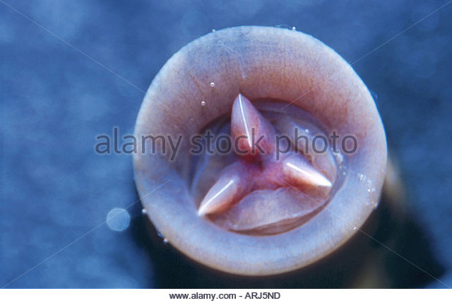 This is the clearest photo I have ever seen of a leech's teeth. Nearly all  fictional leeches mistakenly have a whole ring of – @bogleech on Tumblr