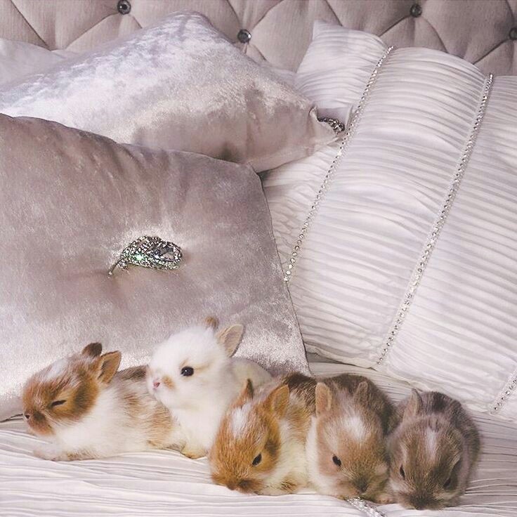 glamajesty:  palace of glam ♡ 