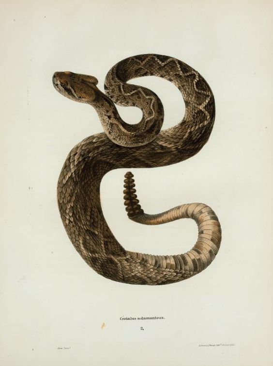 leaddust:  biological illustrations  serpents   
