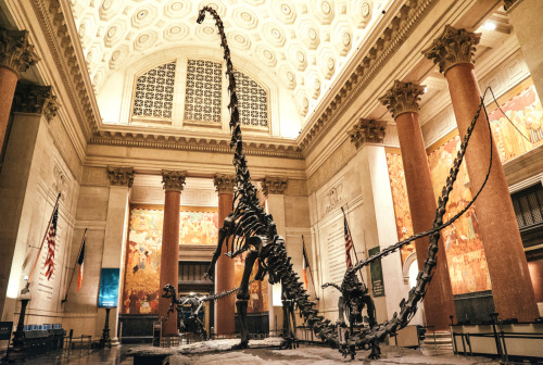 neimhaille: spacecaptsteve: thehappysorceress: nythroughthelens: Museum of Natural History - First E