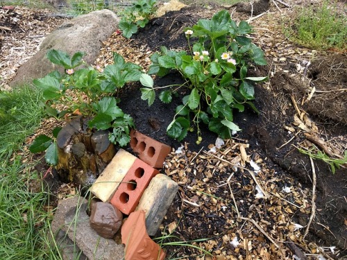 Summer garden getting into full swing! Here&rsquo;s some hardy roses, greens clipped for lunch, 