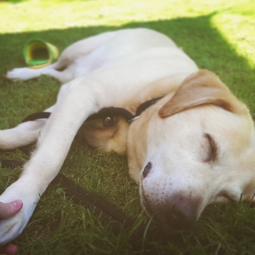 lexa-el-amin:dogs + summer is the best combination