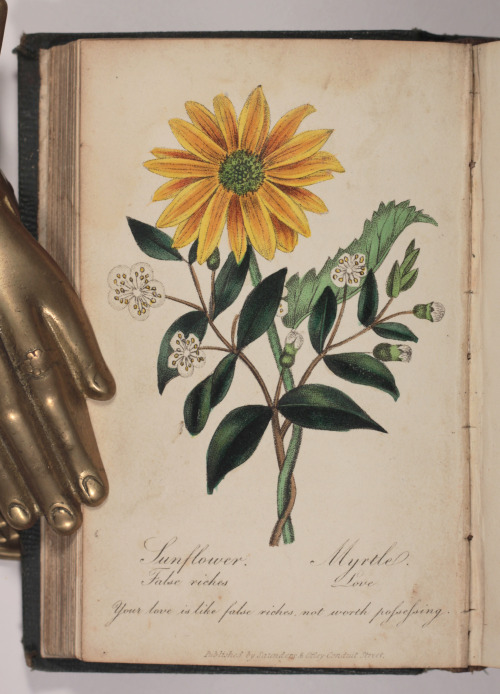 michaelmoonsbookshop:Lovely bright hand coloured plates in The Language of Flowers printed in 1834 -