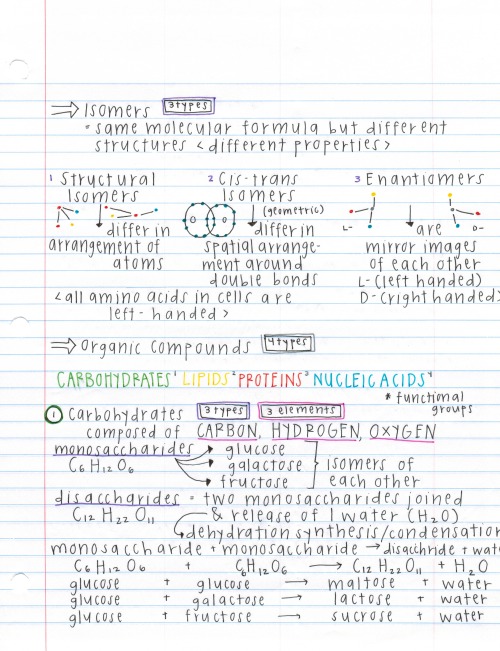 darwinsgirlfriend:  notes off the barron’s ap biology book, a more condensed form compared to my other notes. also a major throwback because i made these the summer before school even started wow i’m such a nerd. 