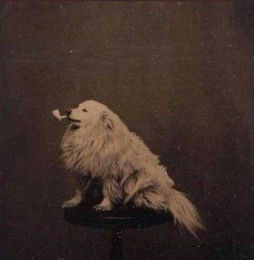 vladtheunfollower:Dog posing with pipe from 1875.