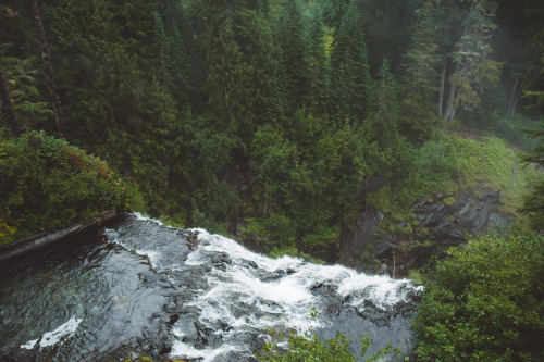 millivedder
