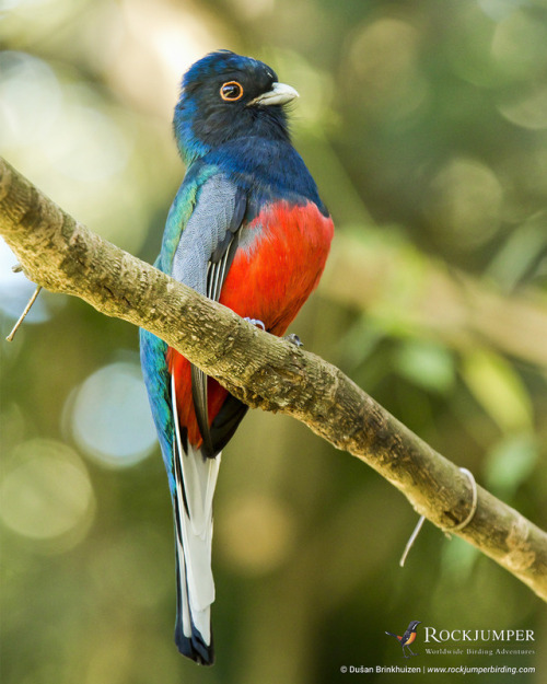 rockjumperbirdingtours:Photo of the Day – The Surucua Trogon (Trogon surrucura) is found in th