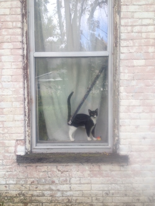 signedjoshwa: How my cat greets me when I’m home. And holy cow, what a tail.