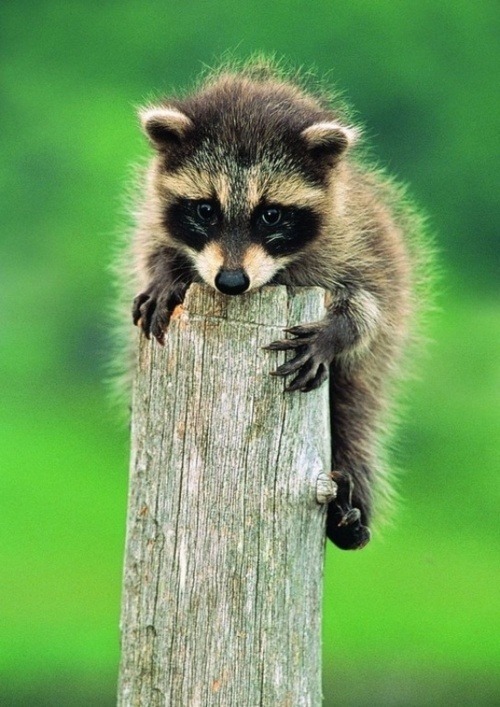 lolcuteanimals:  Cuteness Overload / Raccoon on We Heart It. 