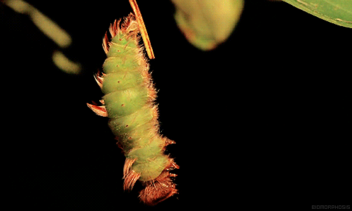 biomorphosis:  A blue morpho caterpillar turning into a chrysalis.