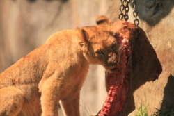 naturepunk:  The Oregon Zoo has a history