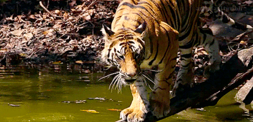 azizefan:Life Story - Tigers