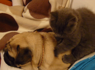 kittymania4u:Follow Us For More Awesome KITTY MANIA