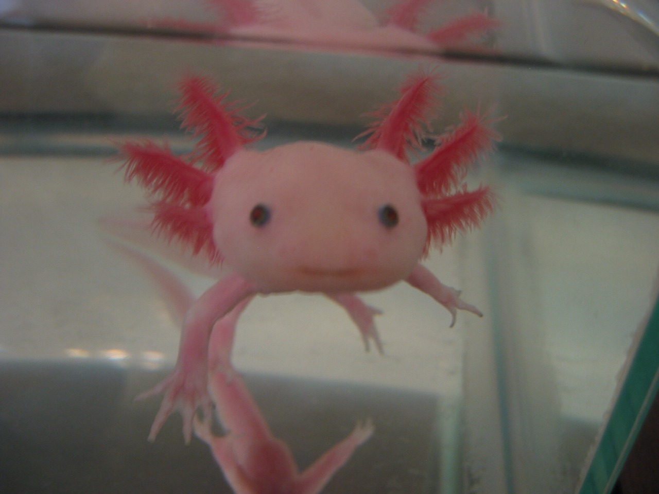 Running On Coffee This Is A Baby Axolotl That Is All