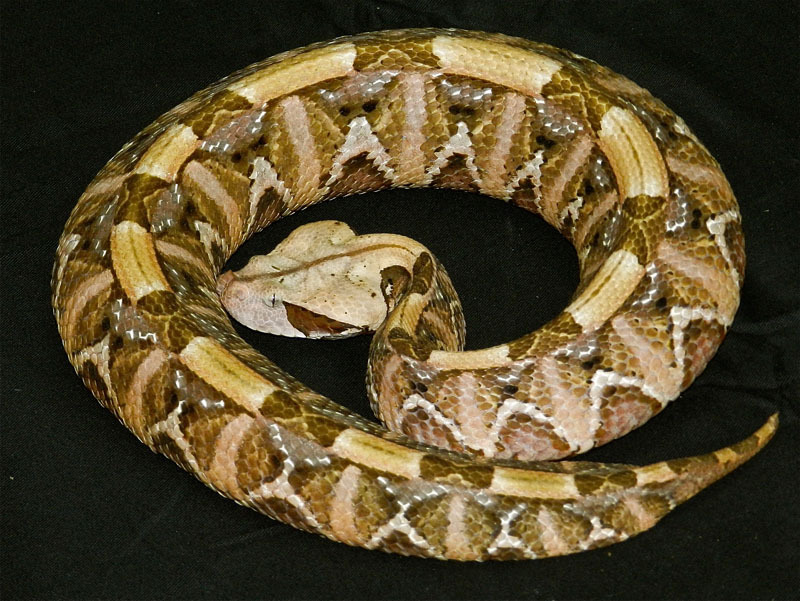 reptilesrevolution:  Gaboon Vipers