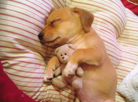 houseofwonderandchaos:  end0skeletal:  In case you’re having a bad day…here are some puppies sleeping with stuffed animals. (Credit: 1, 2, 3, 4, 5, 6, 7, 8, 9, 10. A note on the first puppy: At 5-½ weeks old, Daisy was mauled by a larger dog.