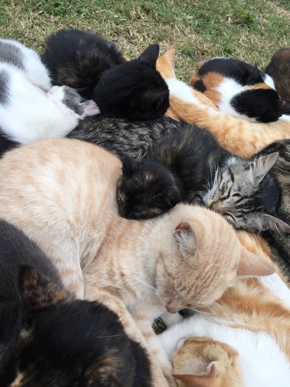 koallakitten:   nicknamenyquil:  ru-kah:  koallakitten:  I found a pile of cats and