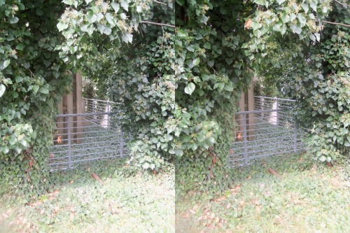 Ivy Cross your eyes a little to see these photos in full 3D. (How to view stereograms) 