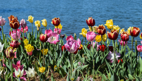 Tulips galore at Big Lake in City Park. New Orleans, Louisiana. March 2016.・For optimal photo qualit