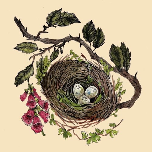 Little bird nest  www.instagram.com/yelleillustrations