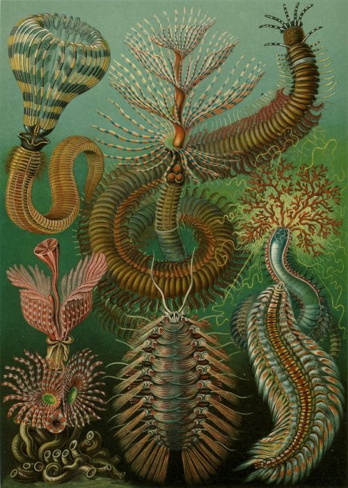 littlepennydreadful: Ernst Haeckel, Kunstformen der Natur (1904), plate 96: Chaetopoda