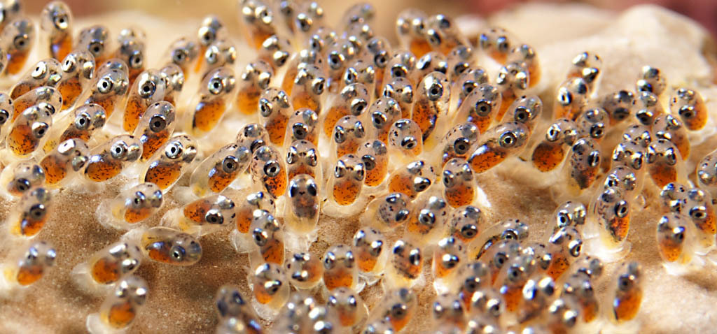 sixpenceee:  The eyes of the developing clownfish (Amphiprion ocellaris) eggs can