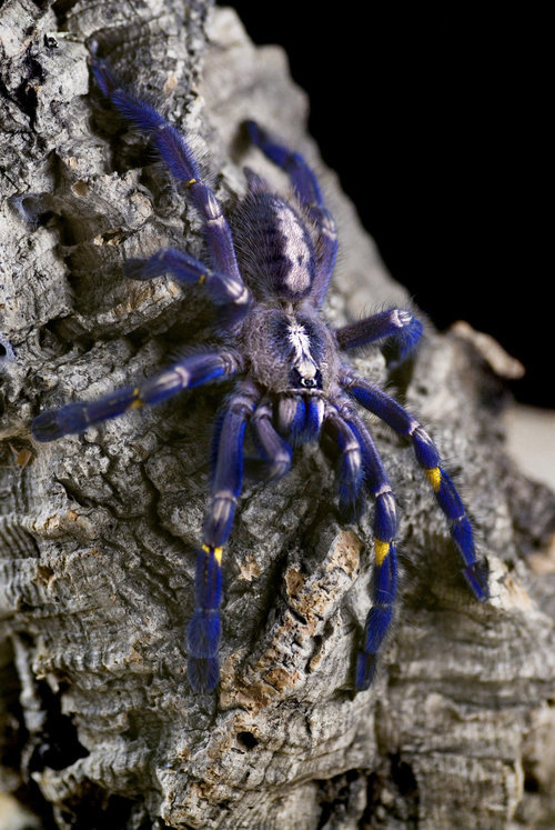 daxiangswang: Poecilotheria metallica by ~Or4x1d