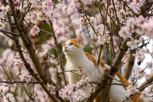 Fox in The Almond Tree-3 (by bossa*)