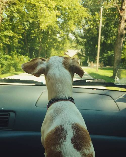 @litttle_bo_peeep #adventure #adventuredog #carride (at Starved Rock State Park)