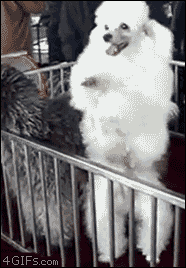 trendingly:  The 40 Greatest Dog GIFs Of All Time Click Here To See More Dog Gifs!