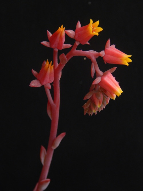 p-que-da-cuerda - CrassulaceaeEcheveria ‘azulita’, un...