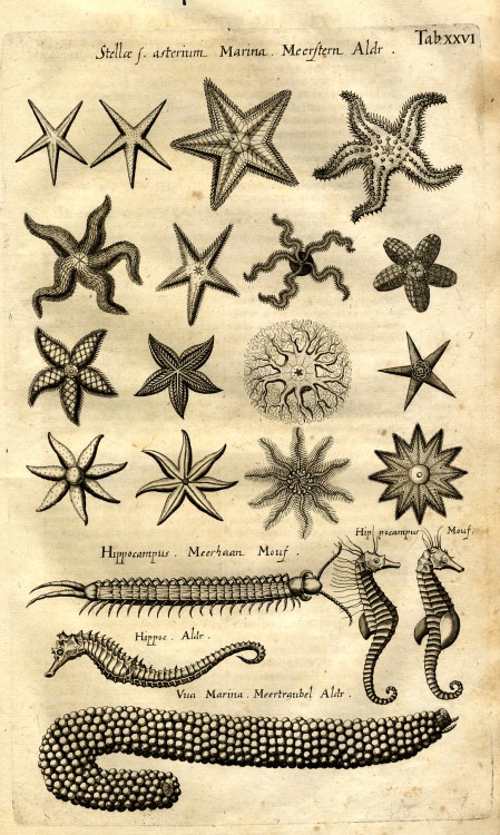 gessner-aldrovandi-et-amici: Starfish, seahorses and other marine invertebrates from Jan Jonsto
