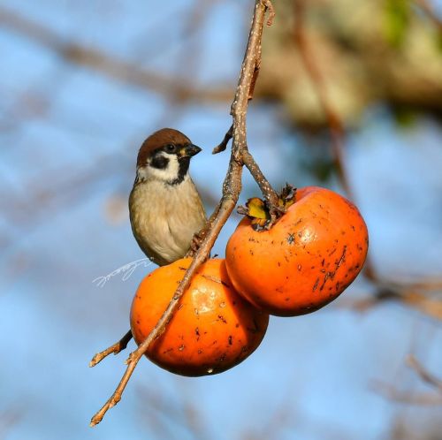 tokyosparrows: この２つはボクんだ…（希望✨） #スズメ界 #ちゅん活 #スズメ #sparrow #自然 #nature #写真 #photo #photography 