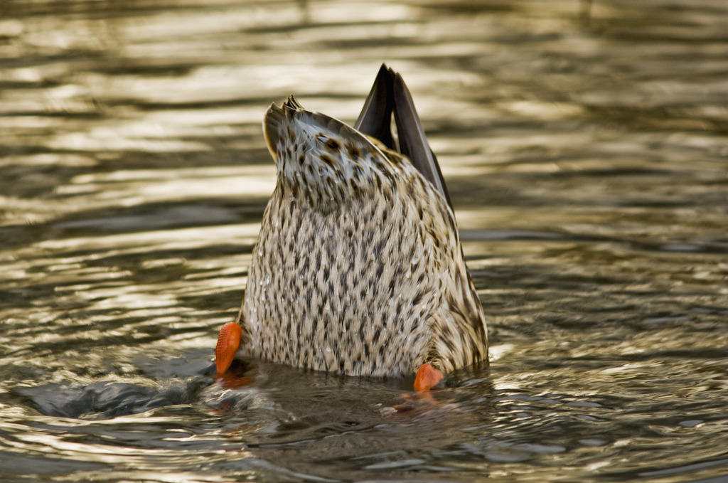 catsbeaversandducks:  &ldquo;Duck and Cover!&rdquo;  (Please click on each