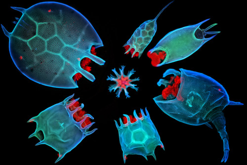 s-c-i-guy: Rotifers around a single-cell green alga (Staurastrum sexangulare). Technique: Confocal i