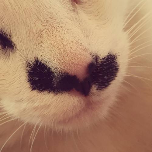 #bigode #mustache #cat #catsofinstagram #cats #neko #gato #gatos #gatti #gatto #tuxedocat #tuxedocat