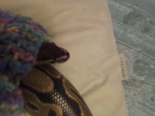 theangryassassin:We wanted to see if the sweater would fit Kaa better than it fit cecil and she went