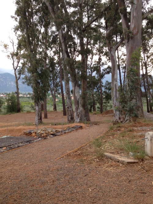 third day - cape taenarus, landscapes from the mani peninsula and sparta’s agora (the trees we