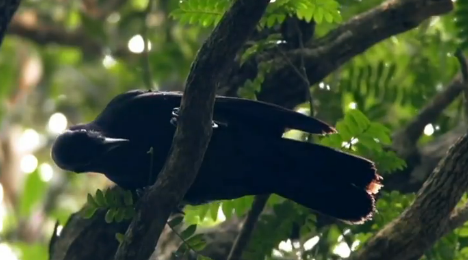 flightlynx:  ALRIGHT LISTEN UP TUMBLR  SEE THIS BIRD HERE? this bird is a new caledonian