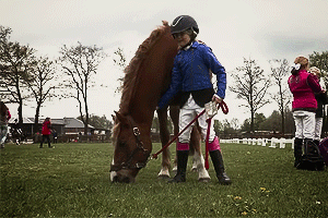 welshponies: KNHS Bixiedag 2015  Bixie competitions are shows organised for very young and beginning
