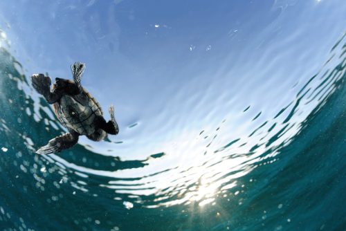 nubbsgalore:photos by solvin zanki of a nascent loggerhead sea turtle on turkey’s iztuzu 
