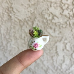 phytomaniacs:  Tiny pot, even tinier sedum. 💕 