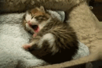 sweetheart-marshmallow:  gatito siempre es kawaii :333