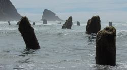 earthstory:   Ancient trees testify to a quake  These logs are an ancient forest on the Oregon coastline that is popping out of the ocean today. The trees grew about 1000 years ago, but the huge forces in the Earth buried them in sediment and then exposed