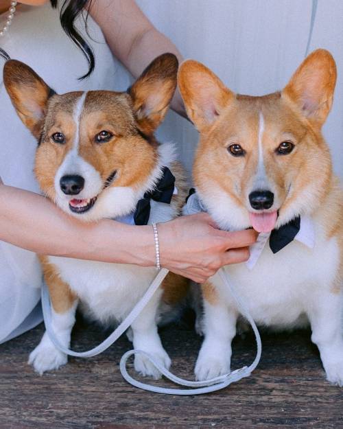 The stars of our mamas’ wedding  : @augiechang  #ventusandbagel #corgi #corgisofinstagram #wed