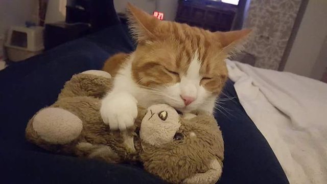 awwww-cute:  Walter cuddling my first ever teddy bear (Source: http://ift.tt/1JvZm4H)