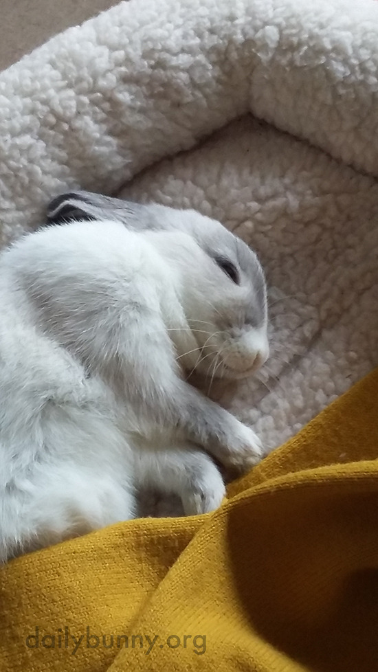 dailybunny:  Sweet Dreams, Little BunnyThanks, Lena and bunny Hester! Lena writes