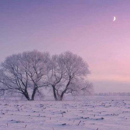 landscape-photo-graphy: Photographer Captures the Pastel Pink and Blue Hues of a Snowy Landscape Pho