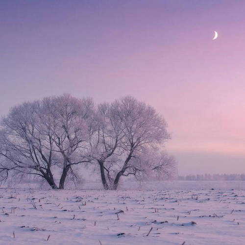 landscape-photo-graphy:  Photographer Captures the Pastel Pink and Blue Hues of a Snowy Landscape Photographer Alex Ugalnikov captures the soft hazy blue and pink hues of the snowy Belarus landscape. The morning fog, the gentle reflections of the snow